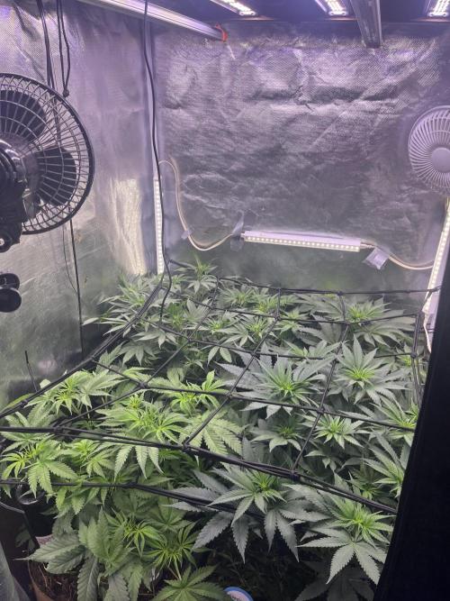 Papaya Pancakes. Week 6