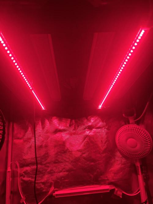 Papaya Pancakes. Week 6