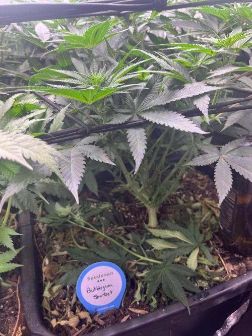 Bubblegum Sherbet. Week 6