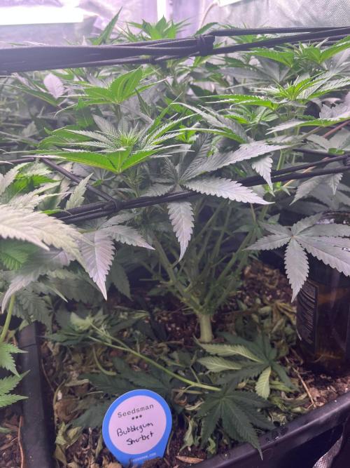 Bubblegum Sherbet. Week 6