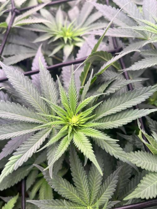 Bubblegum Sherbet. Week 6