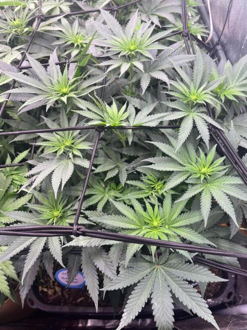 Bubblegum Sherbet. Week 6