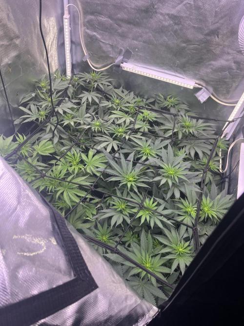 Bubblegum Sherbet. Week 6