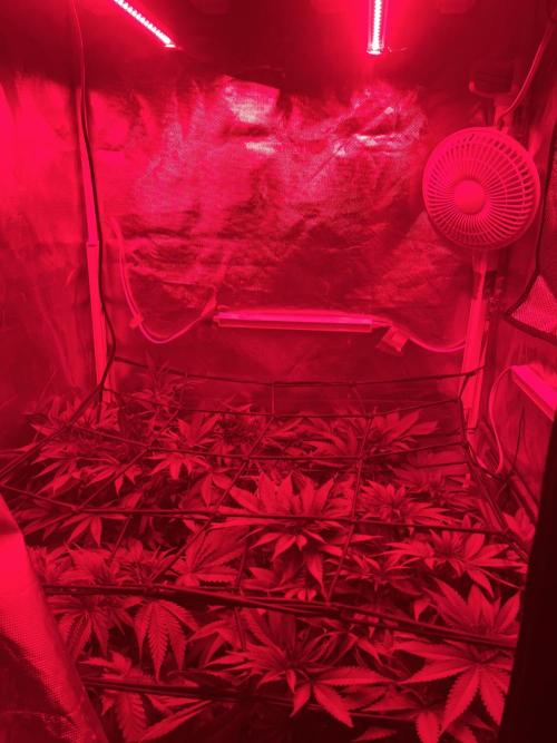 Bubblegum Sherbet. Week 6