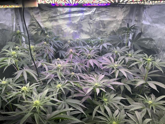 Chicken N Wafflez. Week 7