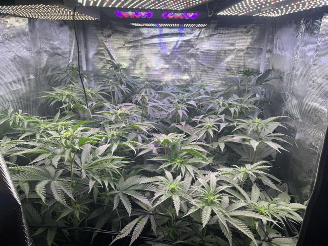 Chicken N Wafflez. Week 7