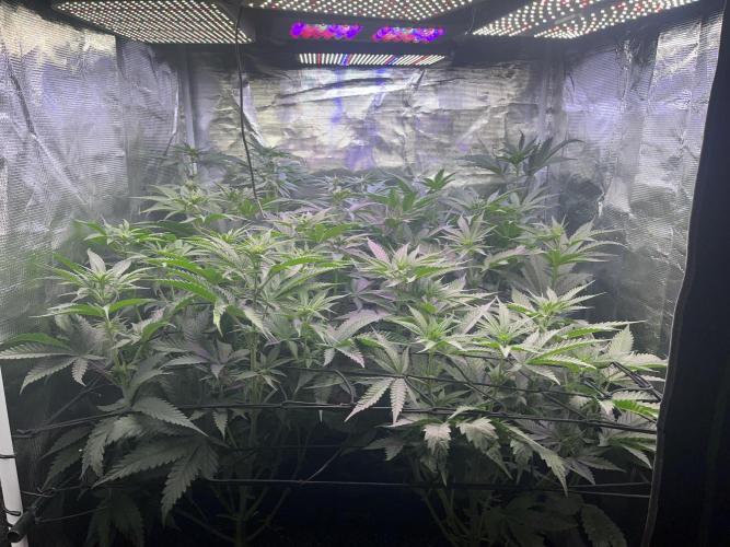 Chicken N Wafflez. Week 7