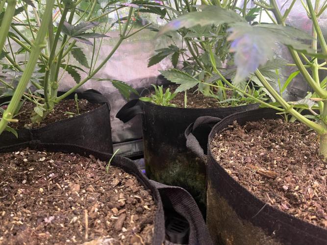 Chicken N Wafflez. Week 7