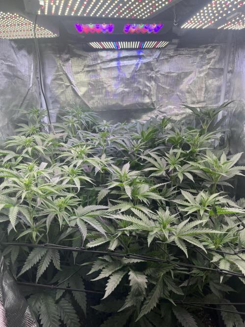 Chicken N Wafflez. Week 7