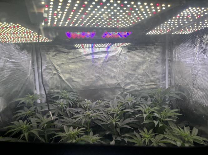 Chicken N Wafflez. Week 7