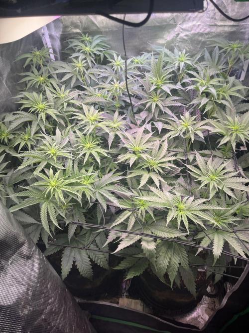 Chicken N Wafflez. Week 7