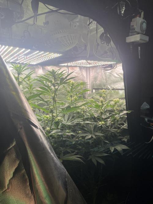 BMR living soil. Week 7