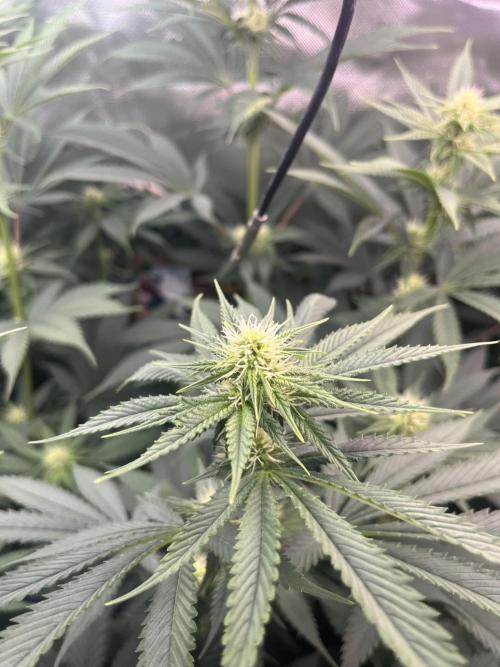 BMR living soil. Week 7