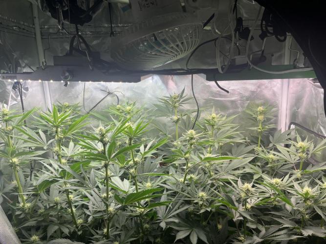 BMR living soil. Week 7