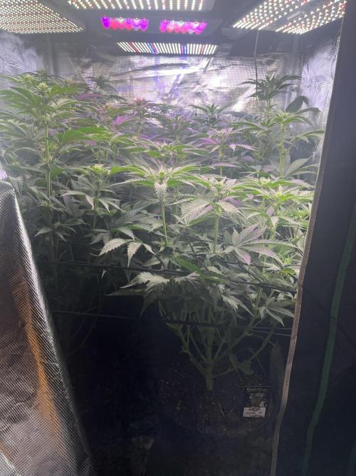 BMR living soil. Week 7