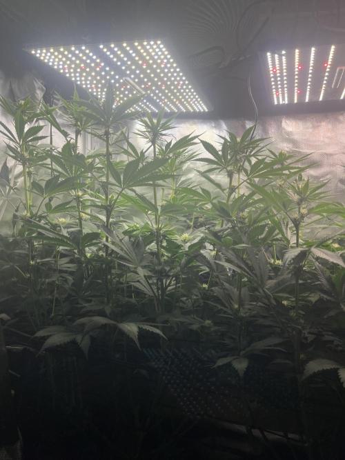 BMR living soil. Week 7