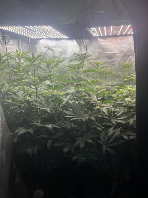 BMR living soil. Week 7