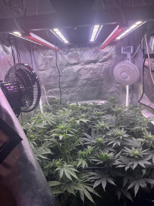 Bubblegum Sherbet. Week 7