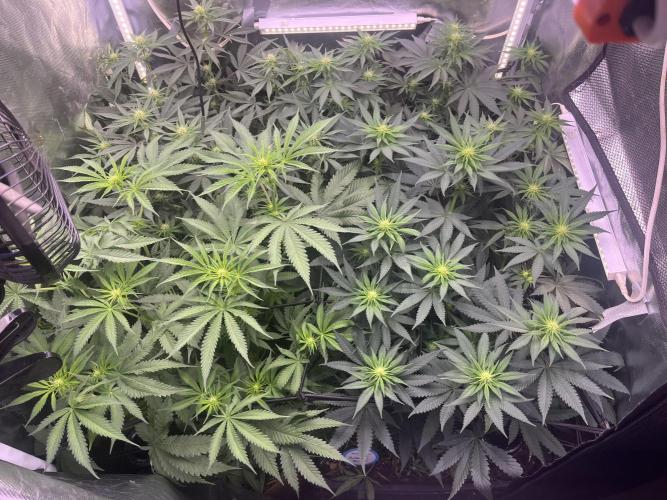 Bubblegum Sherbet. Week 7