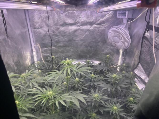 Papaya Pancakes. Week 7