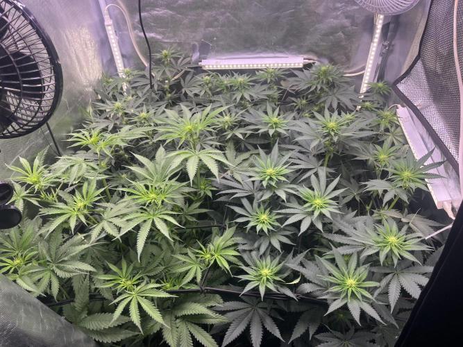 Papaya Pancakes. Week 7