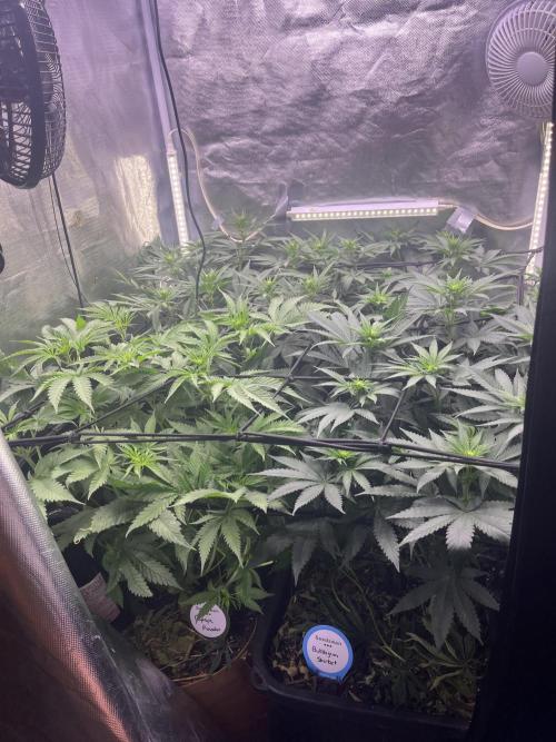 Papaya Pancakes. Week 7