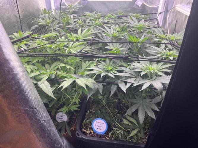 Papaya Pancakes. Week 7