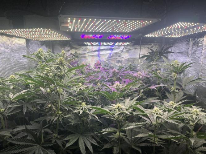 Chicken N Wafflez. Week 8