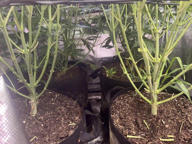 Chicken N Wafflez. Week 8