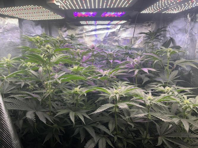 Chicken N Wafflez. Week 8