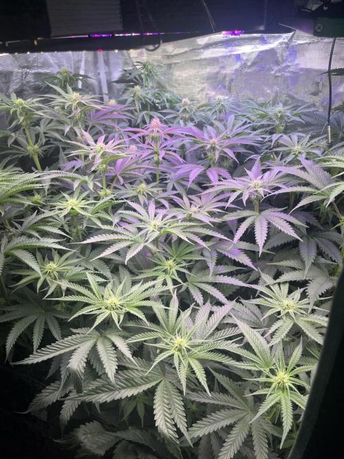 Chicken N Wafflez. Week 8