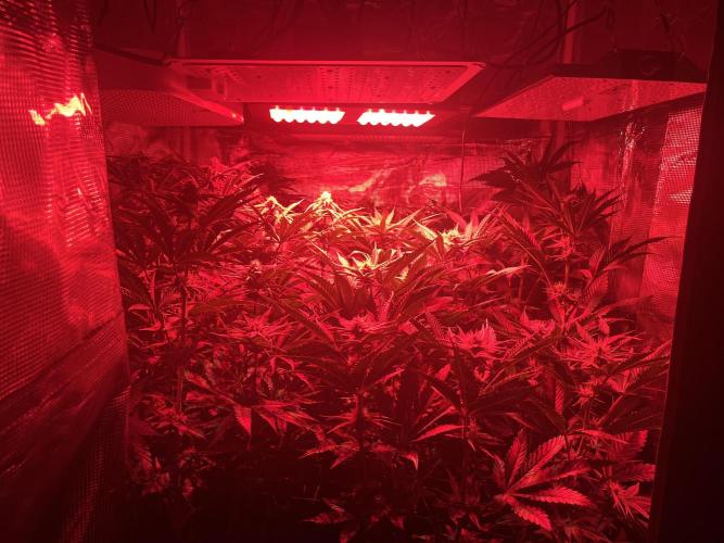 Chicken N Wafflez. Week 8