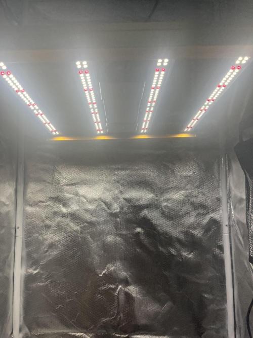 Seedsman Alaskan Purple Auto. Week 1