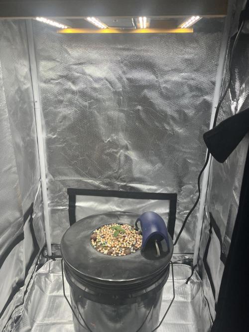 Seedsman Alaskan Purple Auto. Week 1