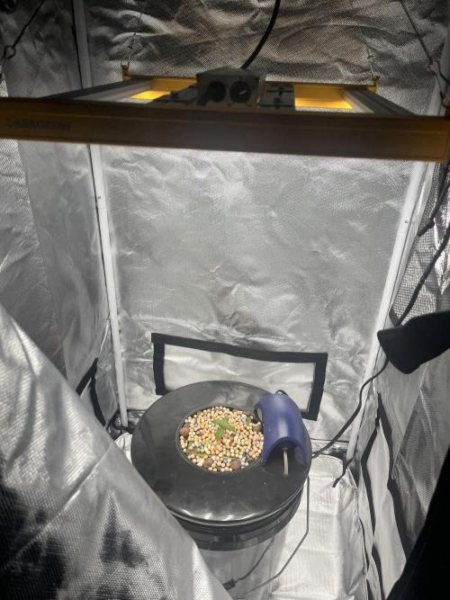 Seedsman Alaskan Purple Auto. Week 1