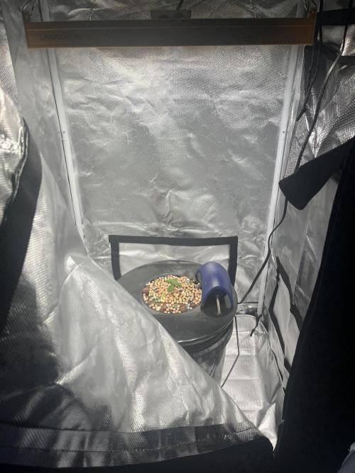 Seedsman Alaskan Purple Auto. Week 1