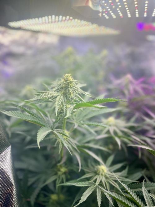 Chicken N Wafflez. Week 8