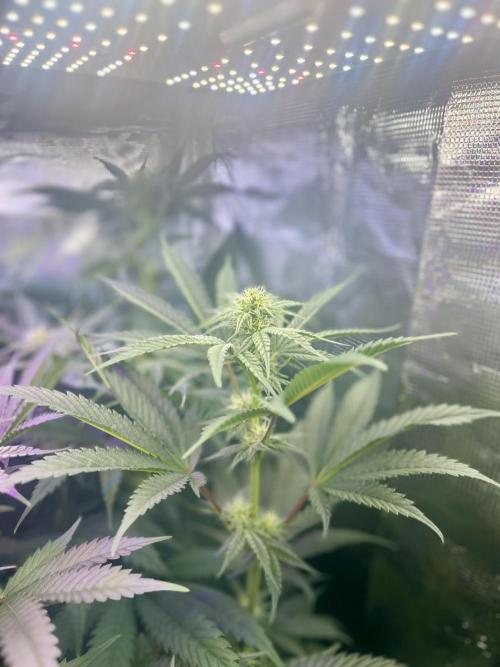 Chicken N Wafflez. Week 8