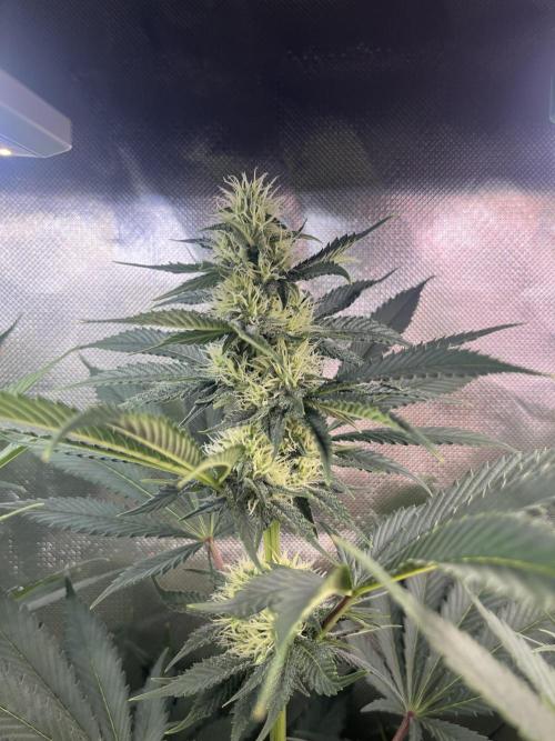 BMR living soil. Week 8