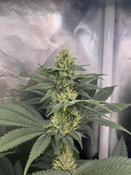 BMR living soil. Week 8
