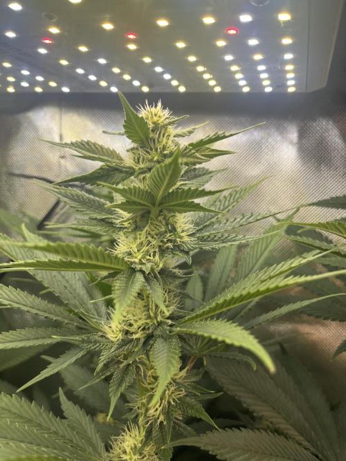 BMR living soil. Week 8