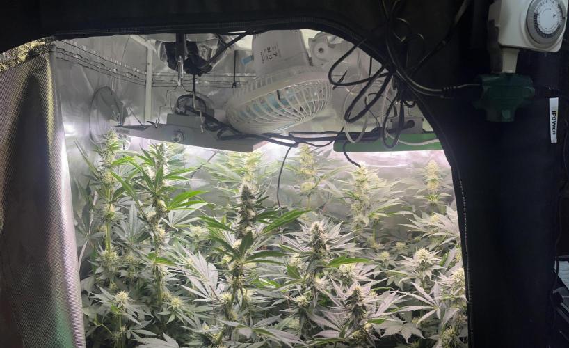 BMR living soil. Week 8