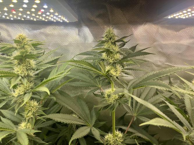 BMR living soil. Week 8