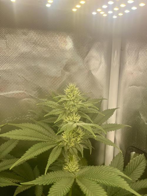 BMR living soil. Week 8