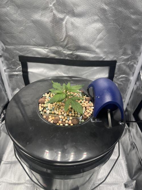 Seedsman Alaskan Purple Auto. Week 2