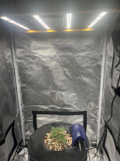 Seedsman Alaskan Purple Auto. Week 2