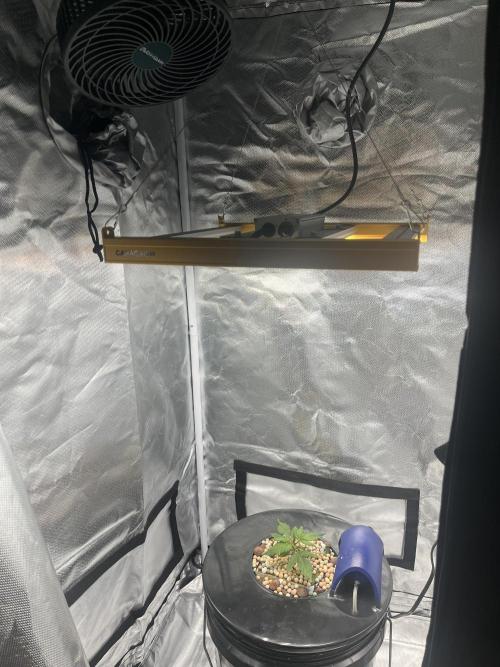 Seedsman Alaskan Purple Auto. Week 2