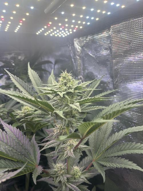 Chicken N Wafflez. Week 9