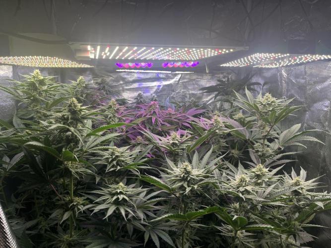 Chicken N Wafflez. Week 9