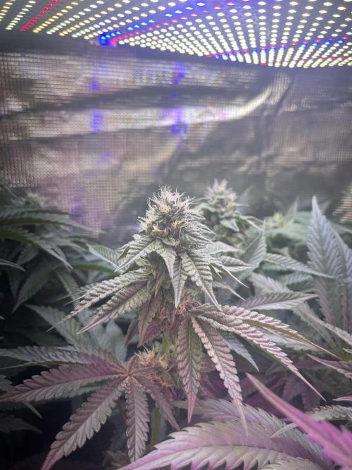 Chicken N Wafflez. Week 9